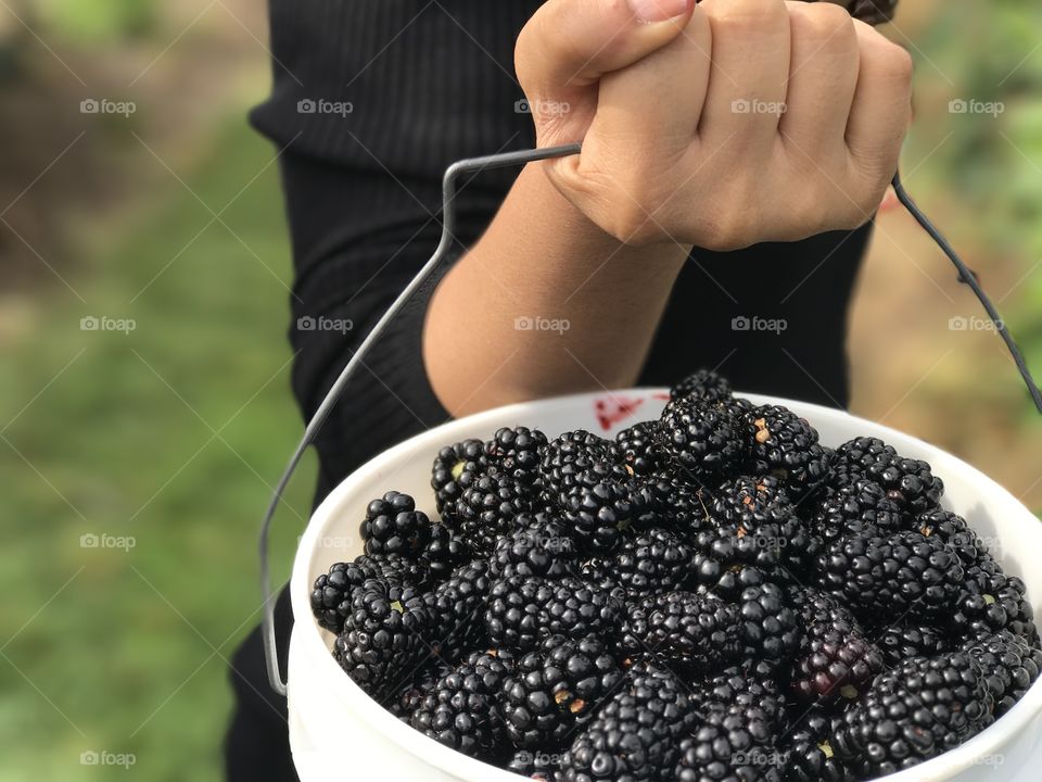 A person holding bucket of blackberry
