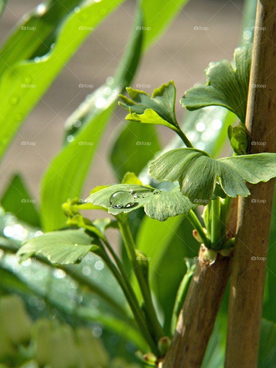 water drop