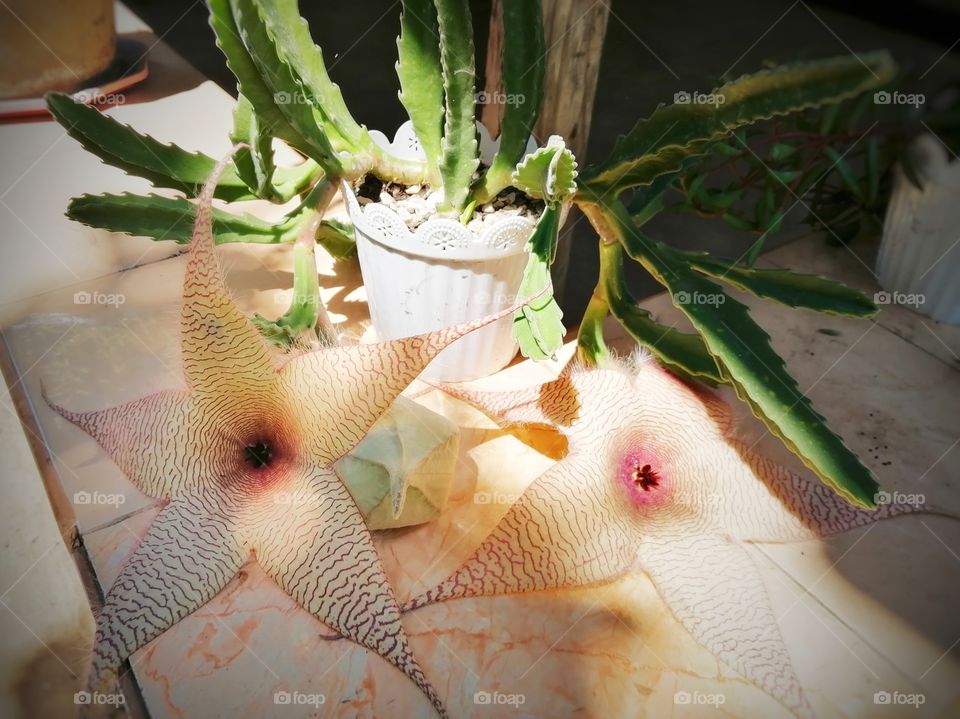 A big cactus flower that looks like a starfish.
