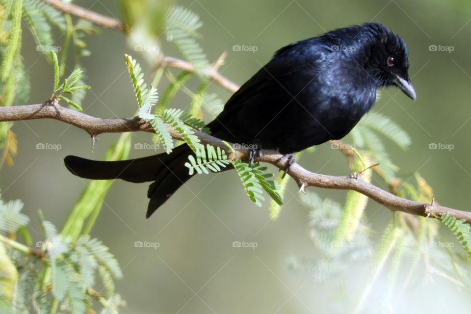 Black Drongo #Vadodara #Incredible India