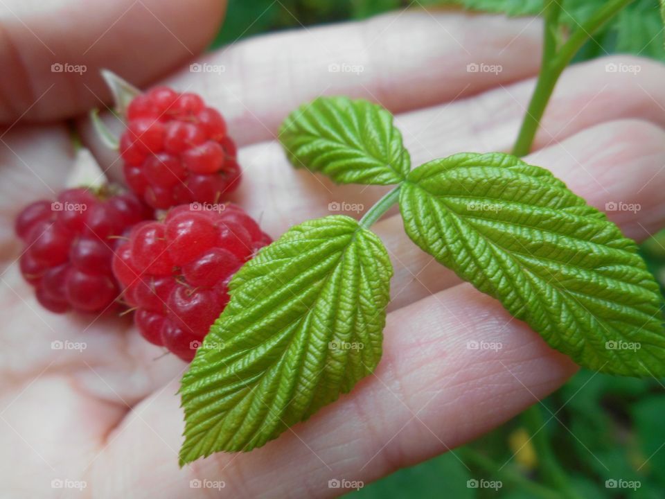 raspberry in hand