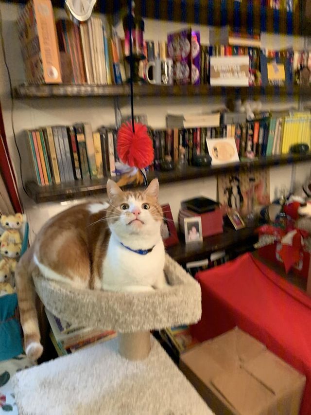 Cats are my world, but everything around them is theirs. They make the most out of their environment. We’re lucky to share it with them. 