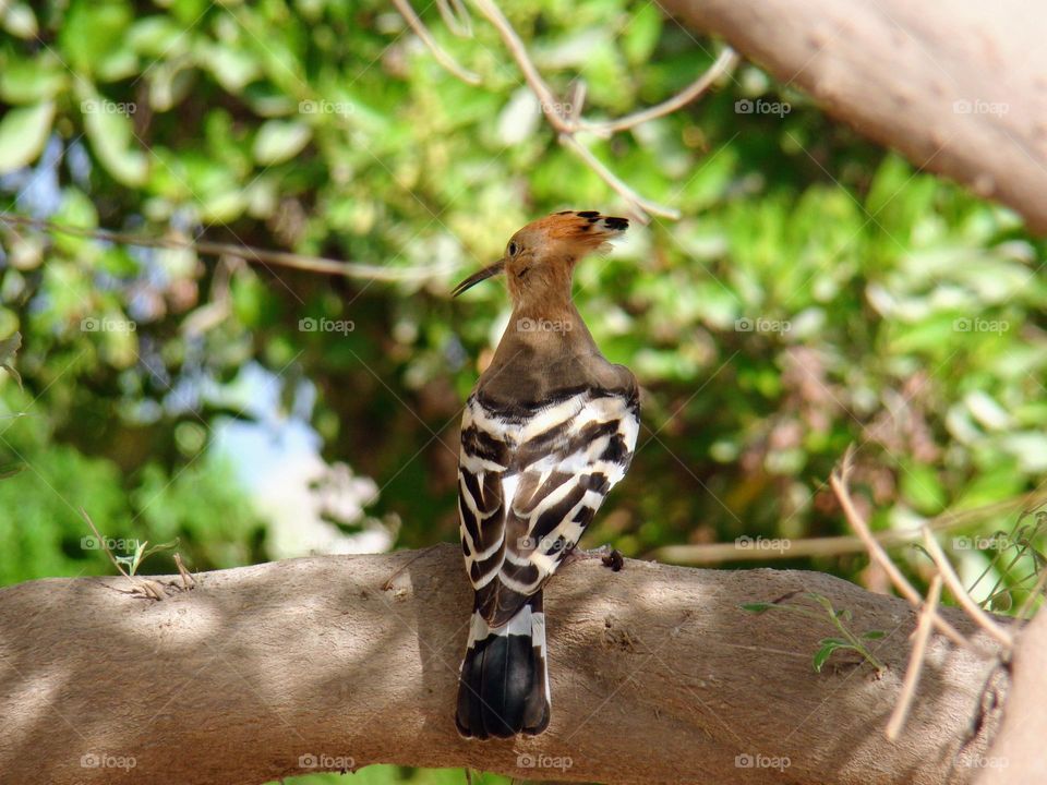 Hoopoe on a tree branch in the shade on a hot day☀️