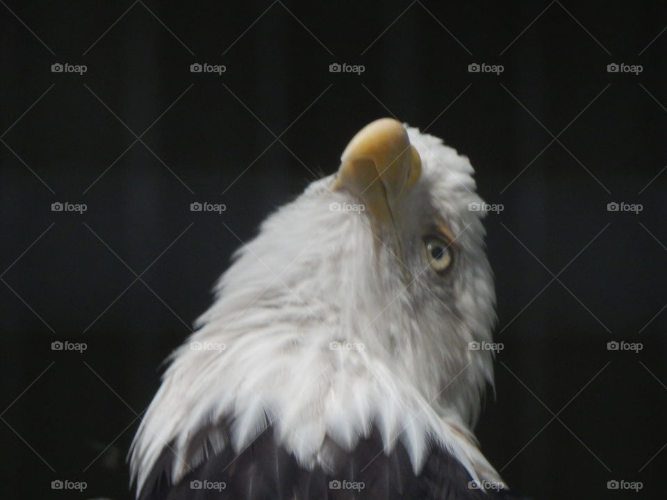 Bald Eagle Poses For Photo