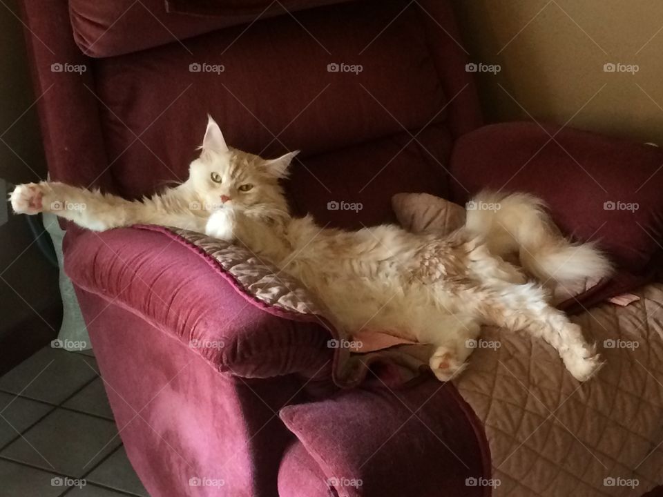 Get out of my way, I'm watching football!