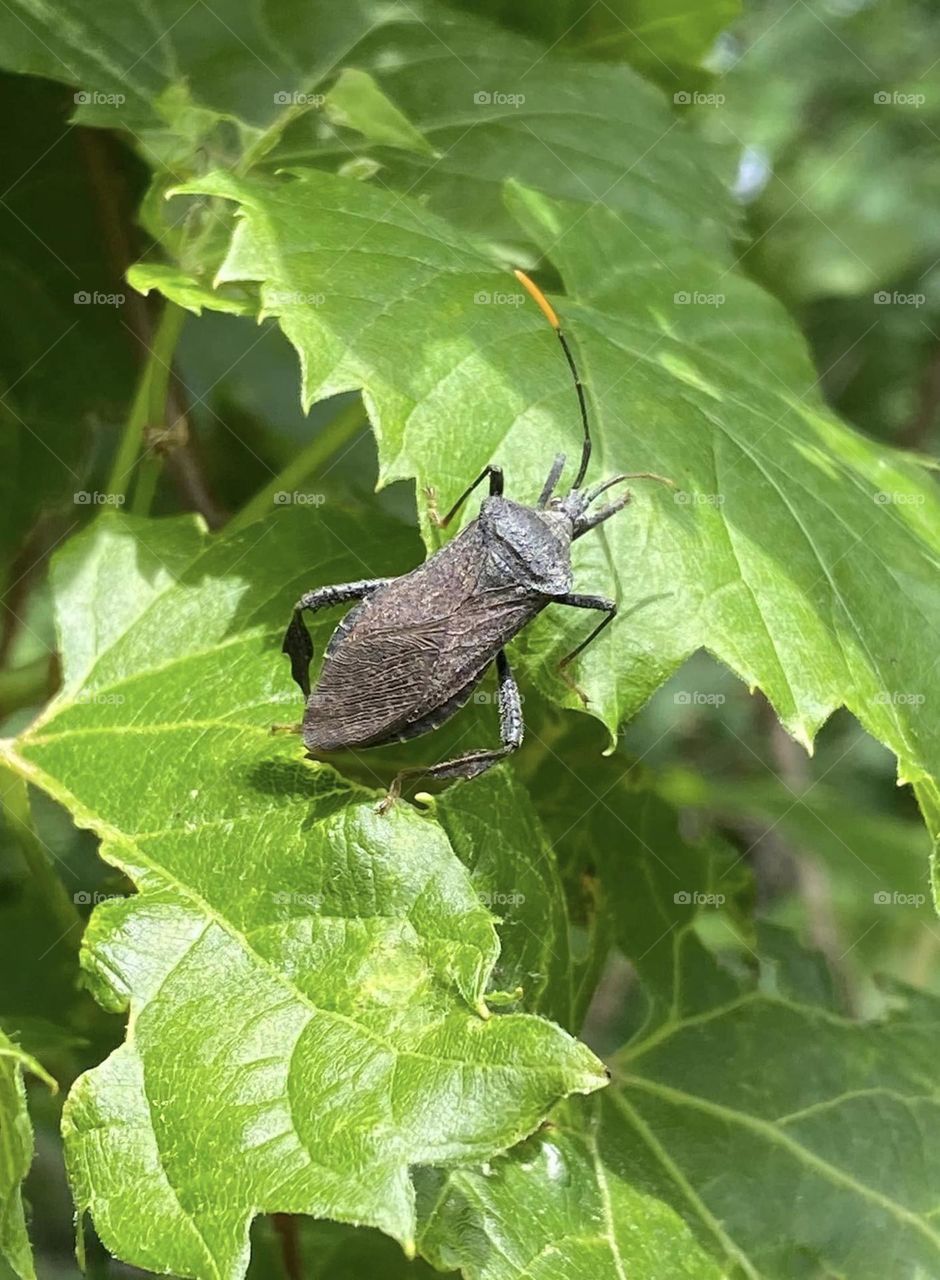 A leaf footed bug climbing leaves