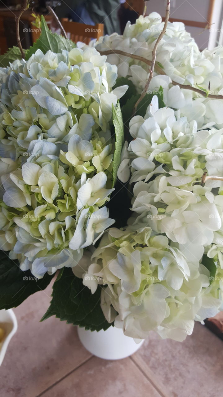 hydrangea flowers close up