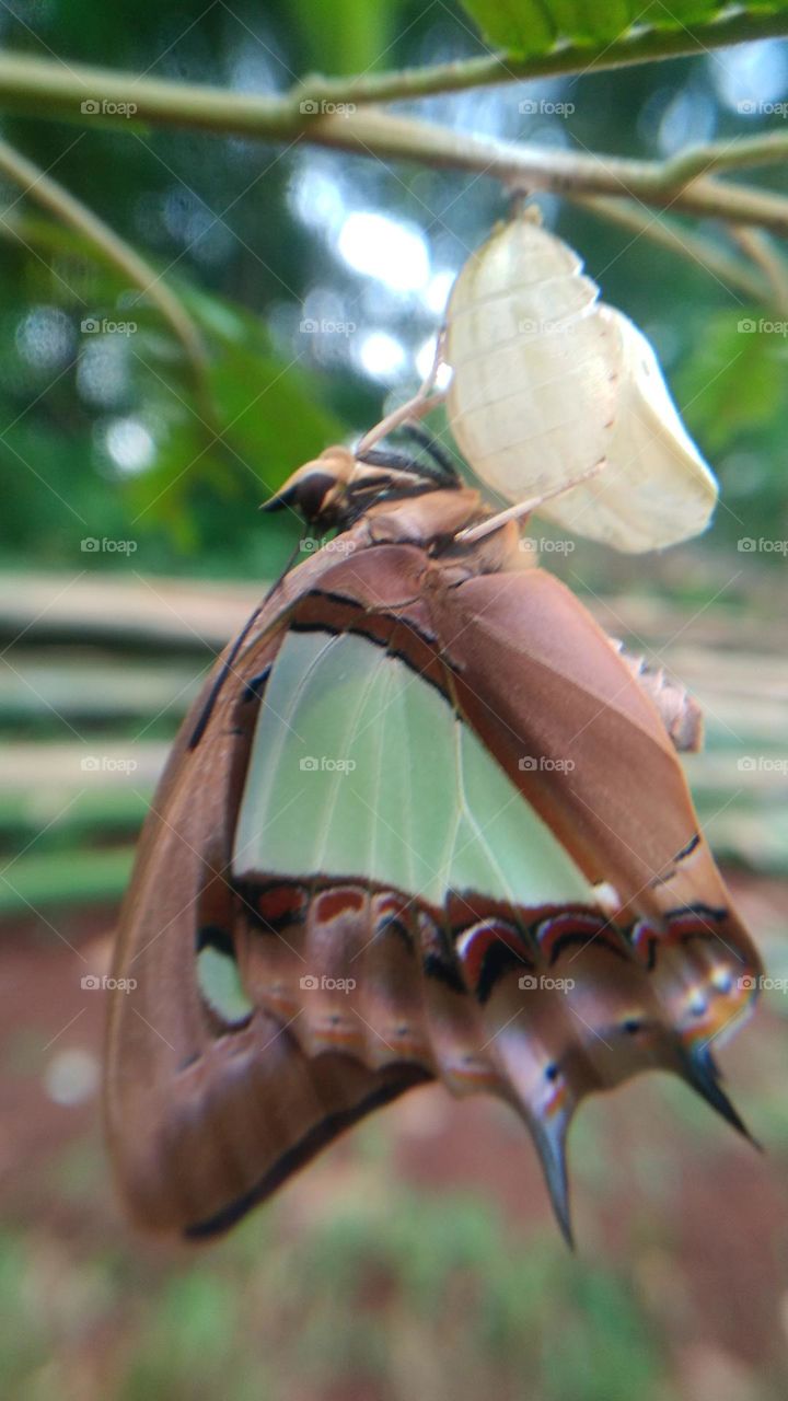 The butterfly that is still perched on the cocoon