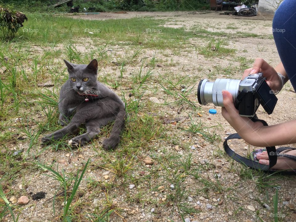 Take photo the cat