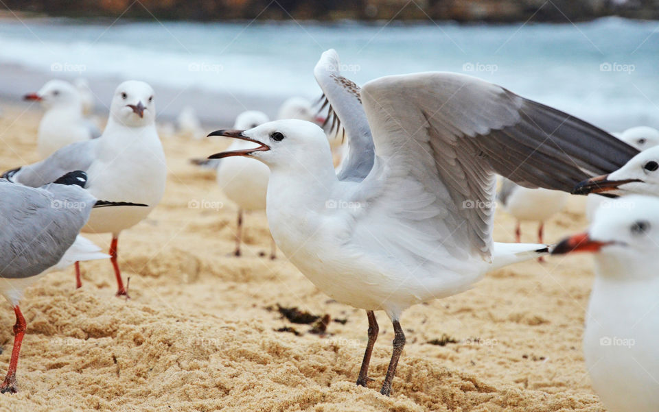 Seagulls on the beach