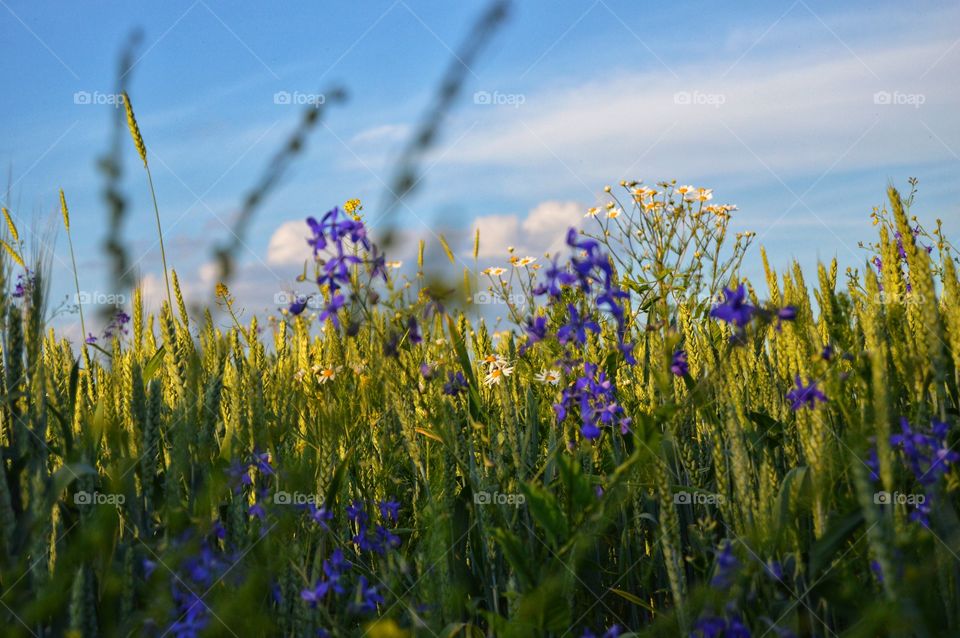 The best miracle of the Earth - flowers! Flowers are the decoration of the earth. Flowers are the decoration of summer. Without flowers, earthly life would lose its charm altogether. Flowers are the smiles of the sun...