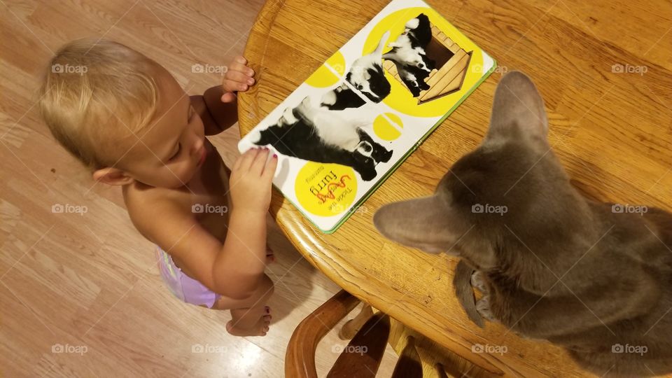 Toddlers and cats