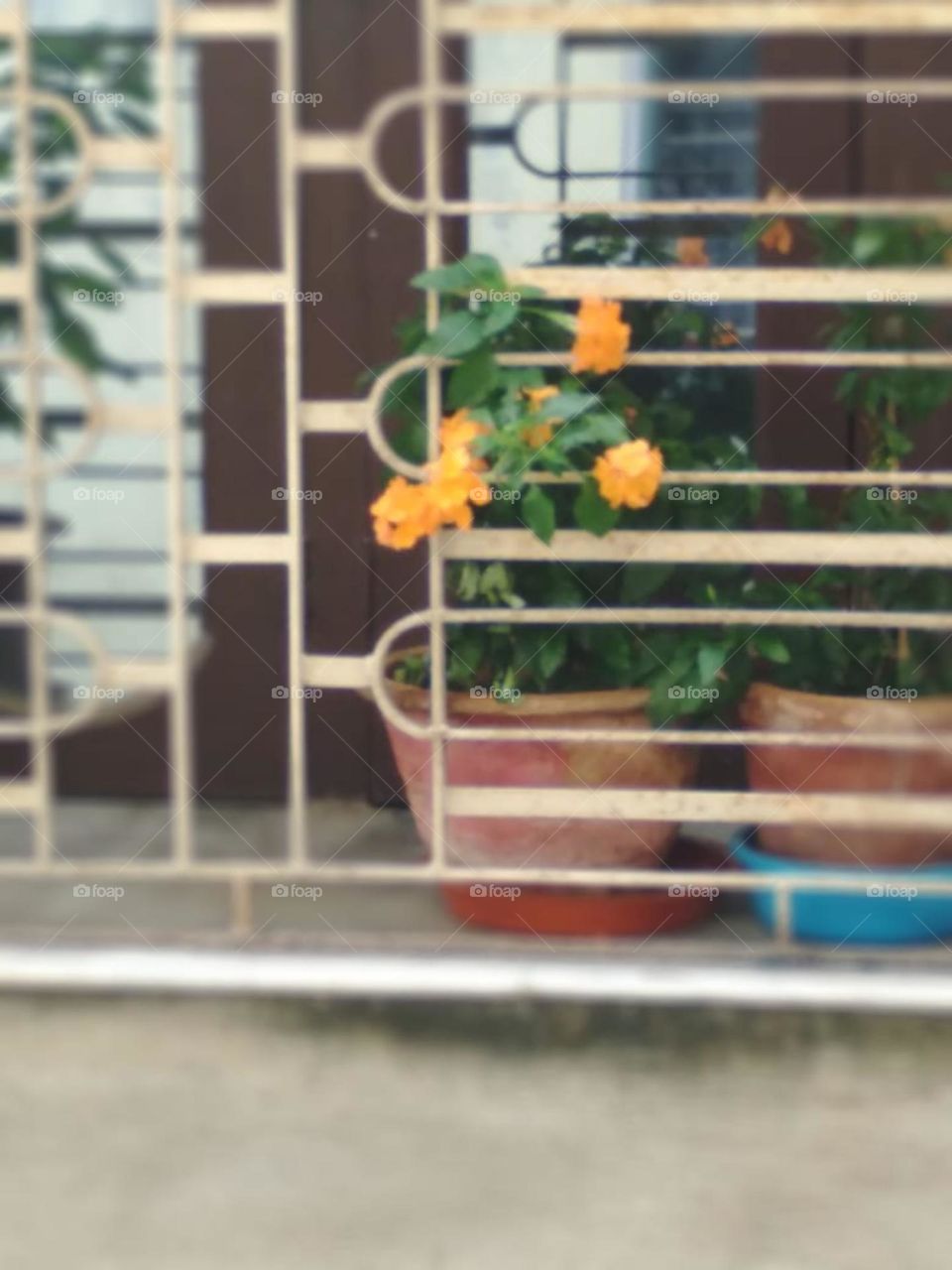 Flower on Pot