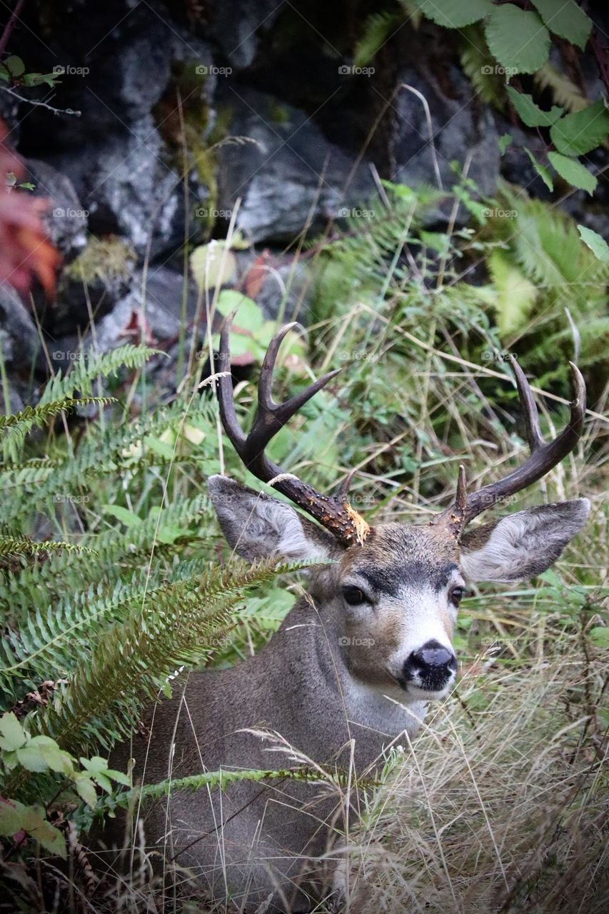 A mature stag conceals himself among the Fall foliage in a densely forested area near Tacoma, Washington 