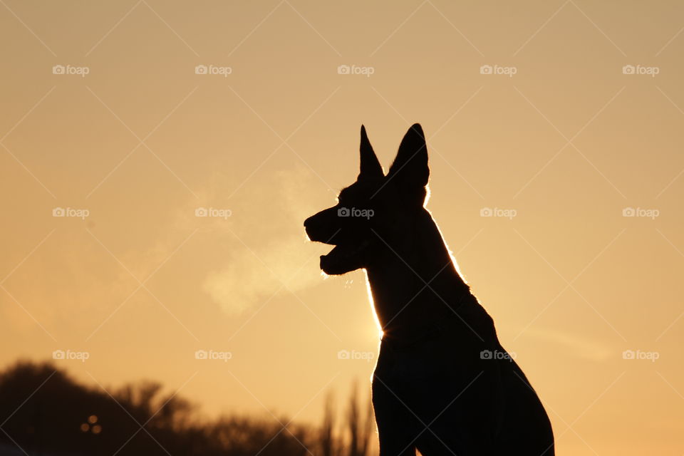 Belgian shepherd malinois