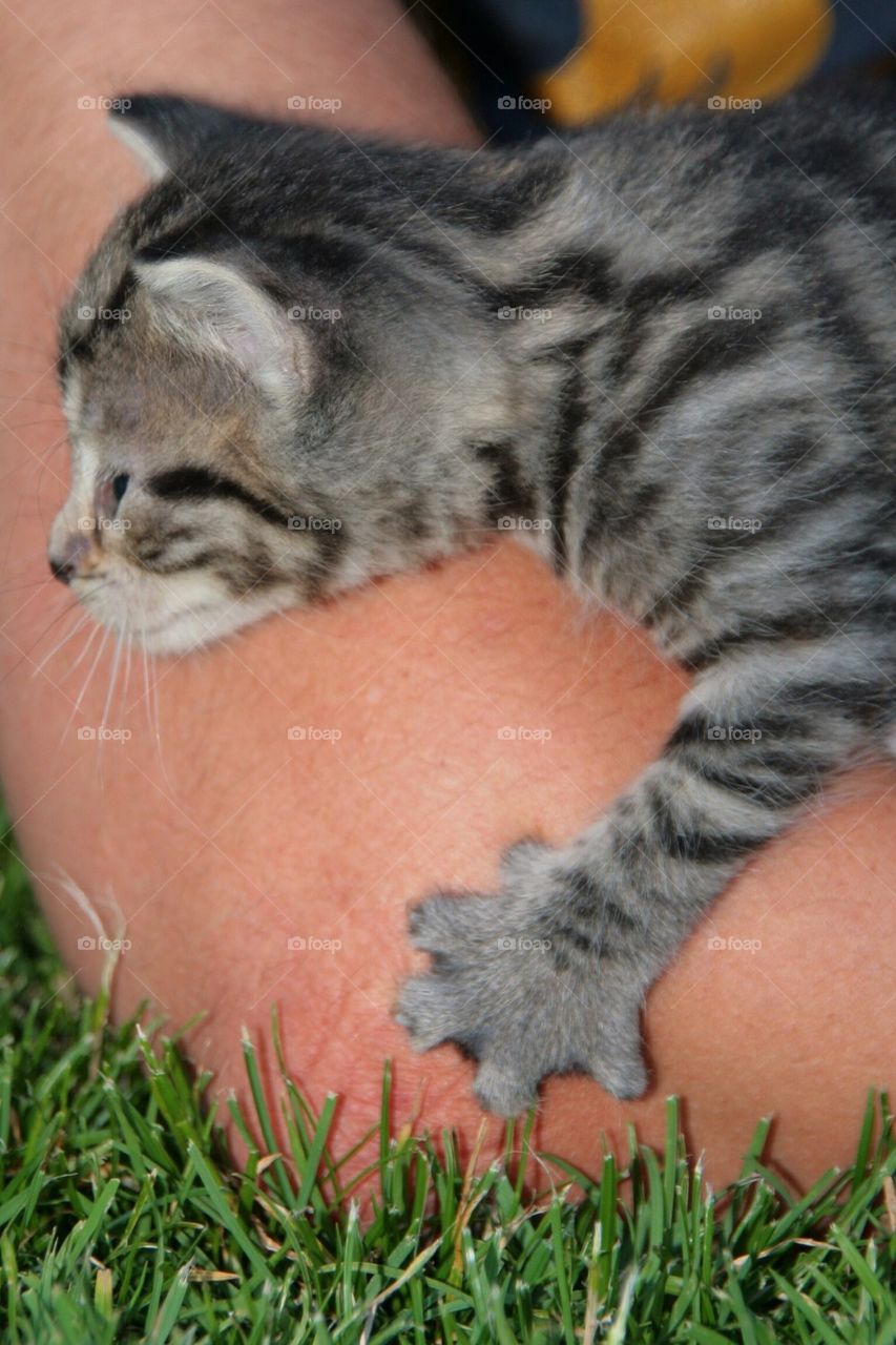 Kitten for the first time outside