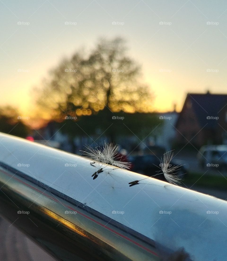 löwenzahn pusteblume Abend Fallschirm schirm Samen