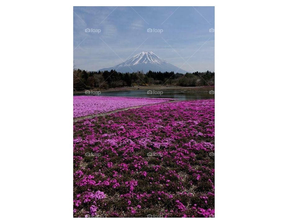 One more view of Mount Fuji 