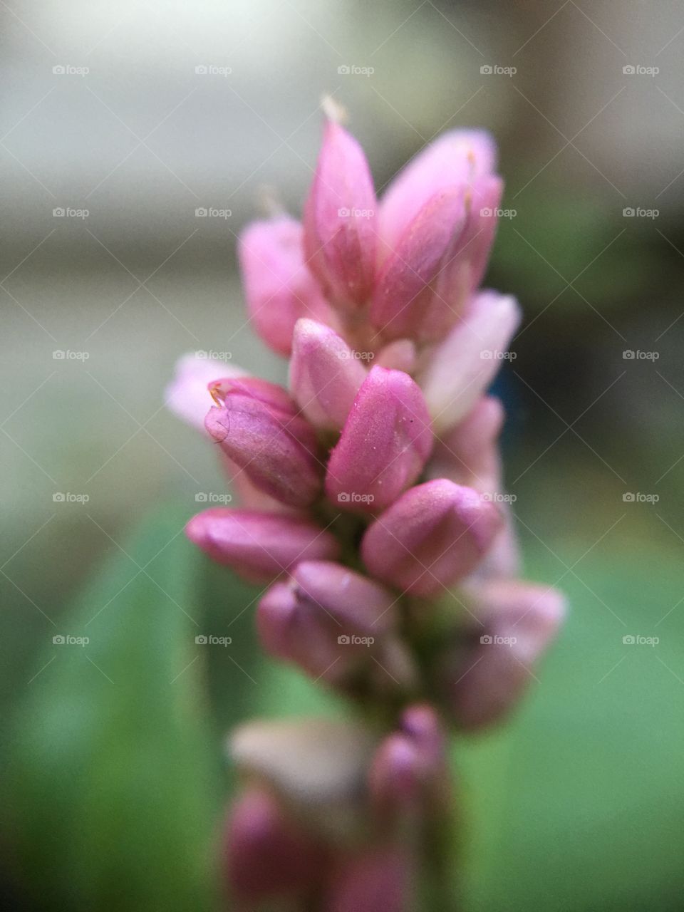 Macro clover flowers