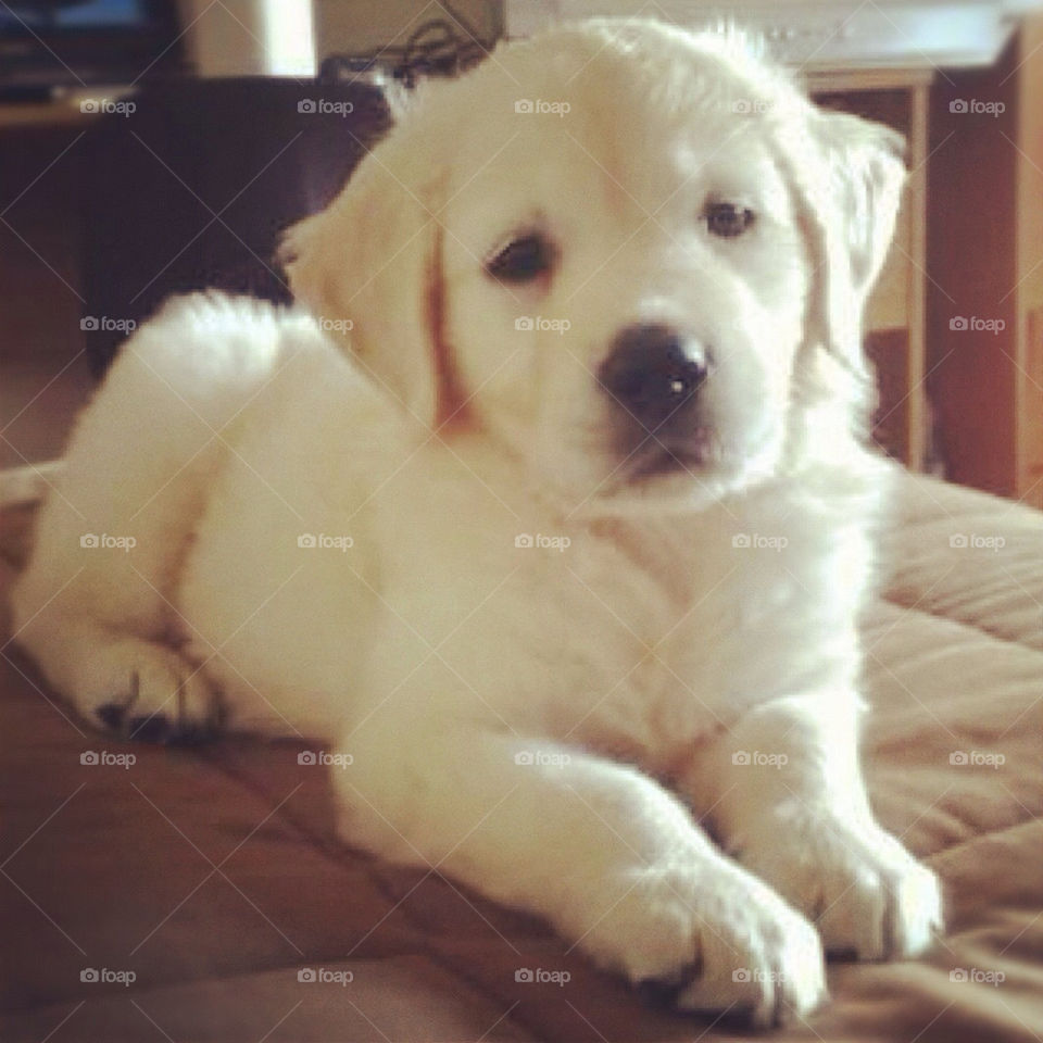 pretty dog cute puppy by Zita