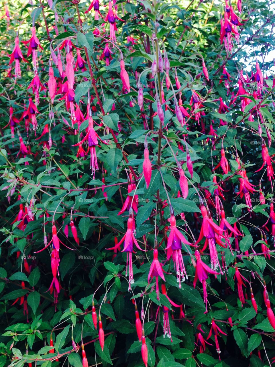 Fuchsia 