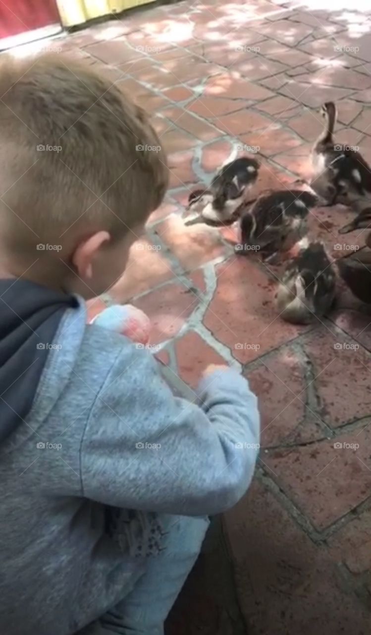 Young child watching and feeding the ducks at the zoo on a nice warm spring day 