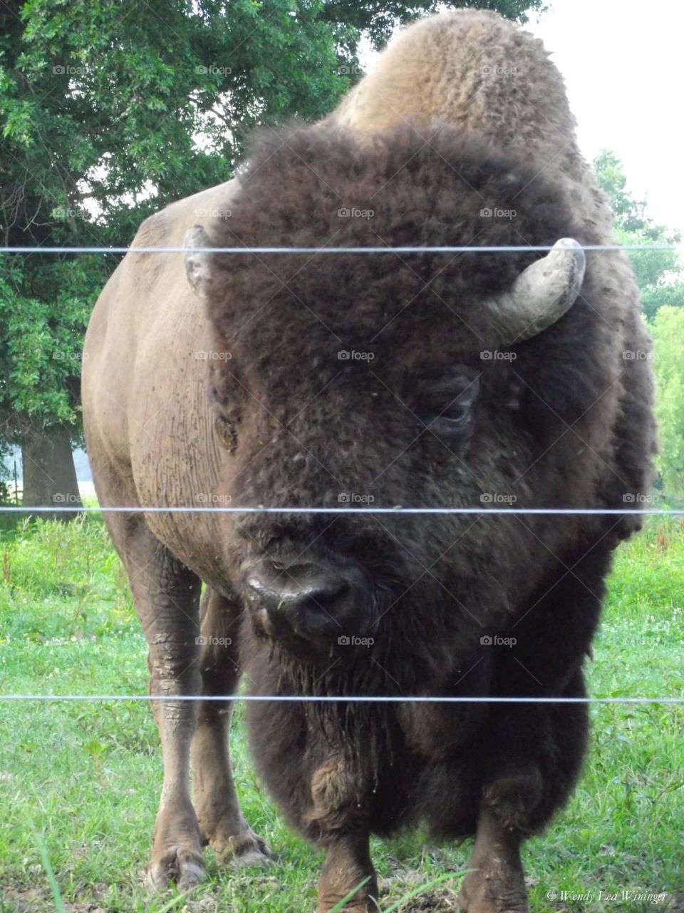 Bison