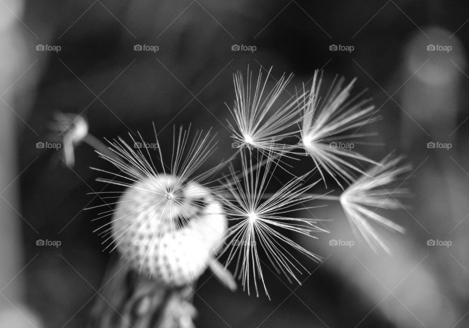 Dandelion minimalism