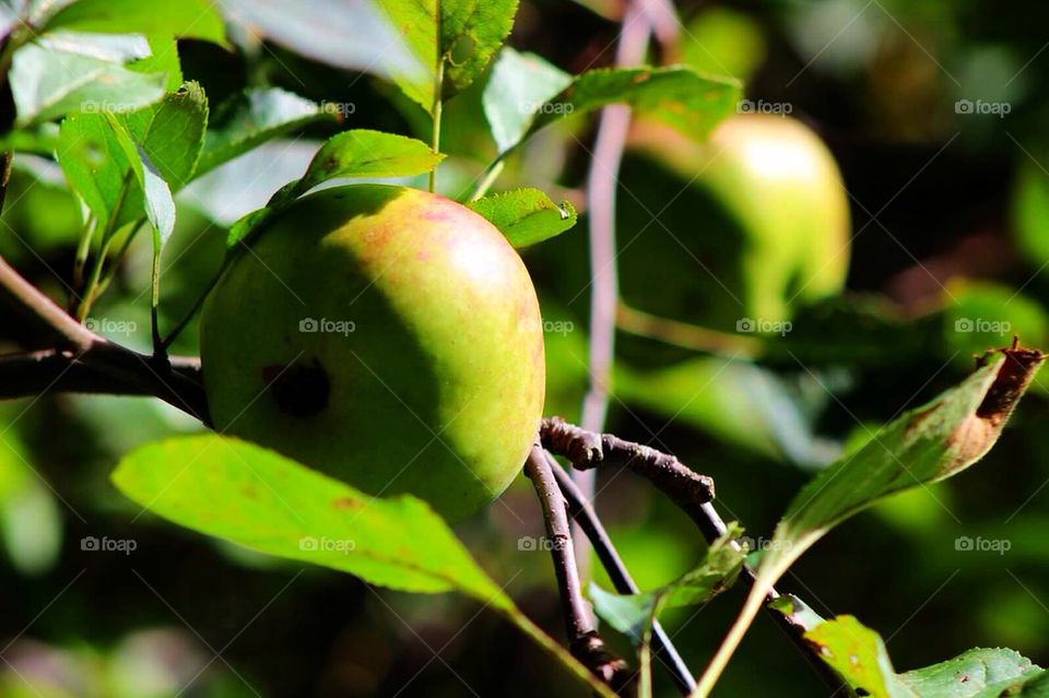 Apple on tree branch