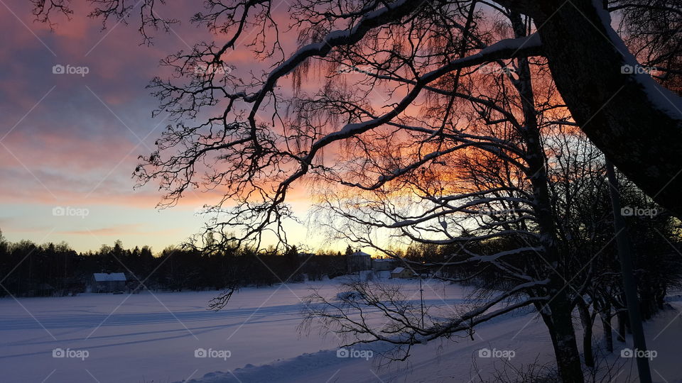 Bare tree in snowy weather