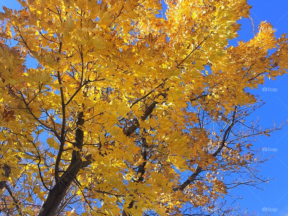 Yellow fall colour 