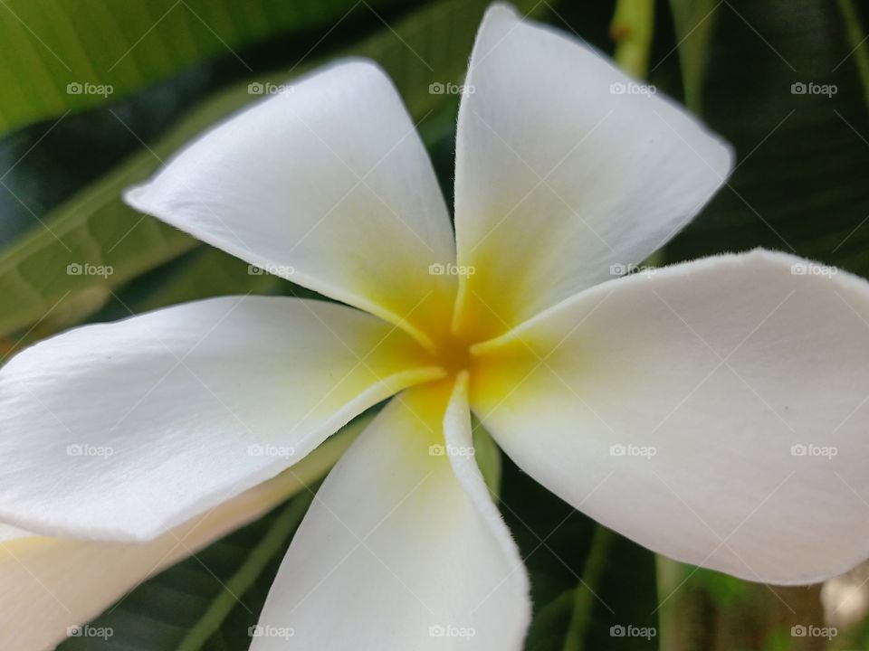 Beautiful Plumeria Flower