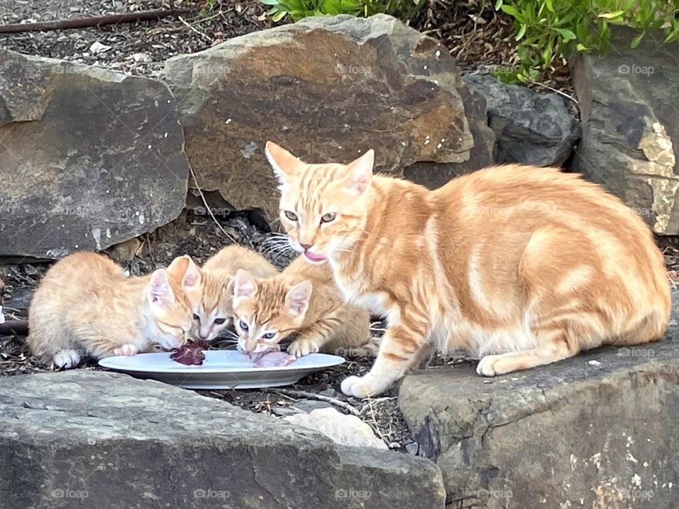 Mother cat with kittens beginning to eat by themselves 