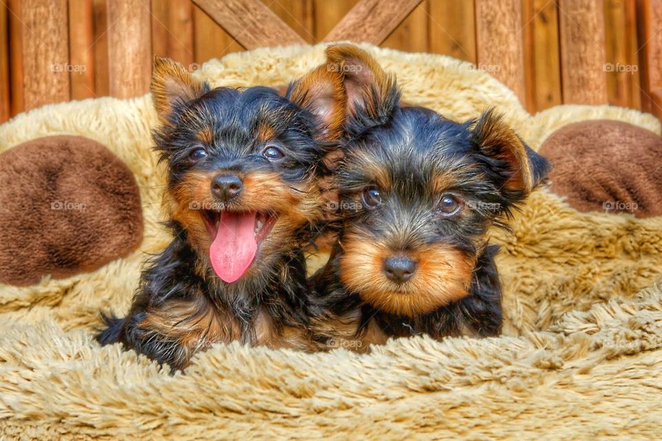 Silky terrier puppies
