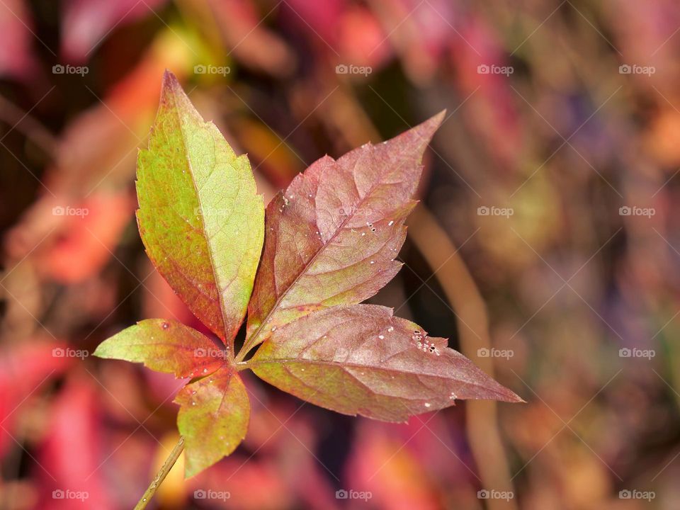 Autumn leaves