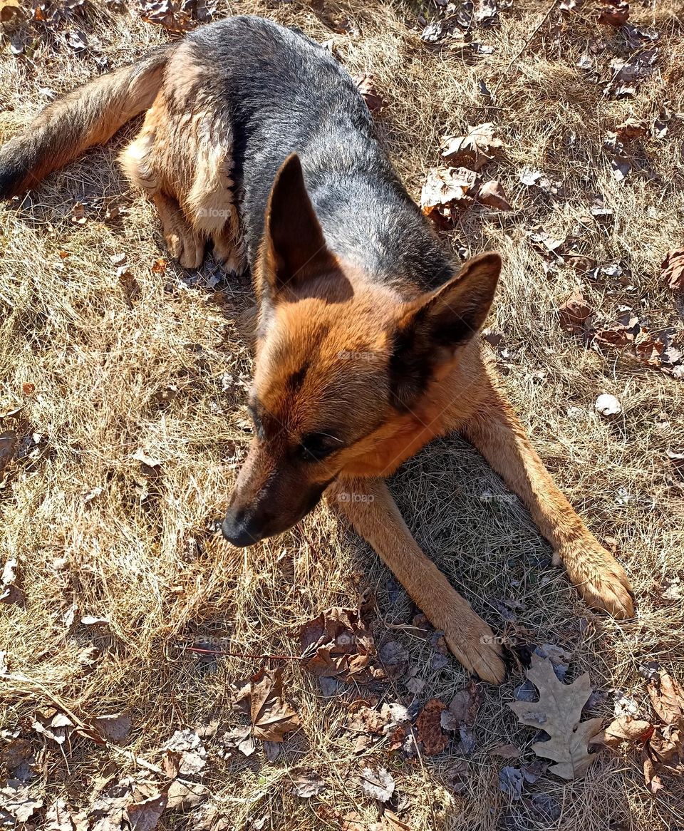 German shepherd dog beautiful portrait outdoor, mobile photography