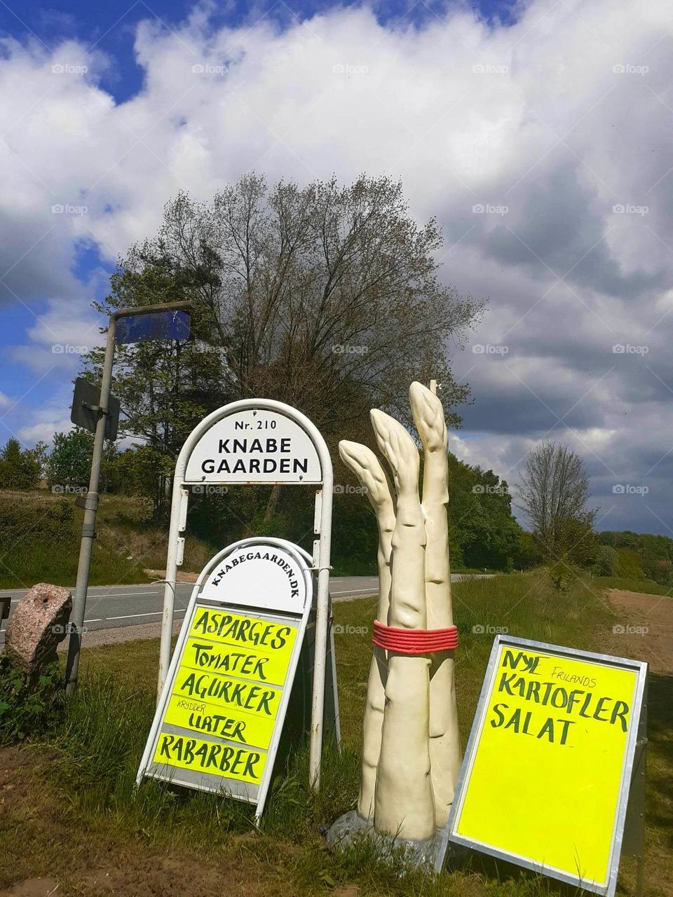 Danish white asparagus