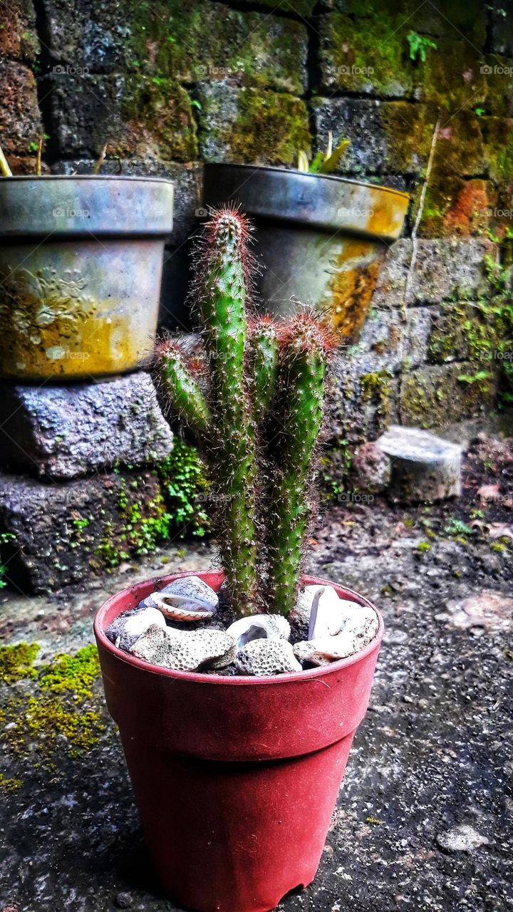 cactus on red pot