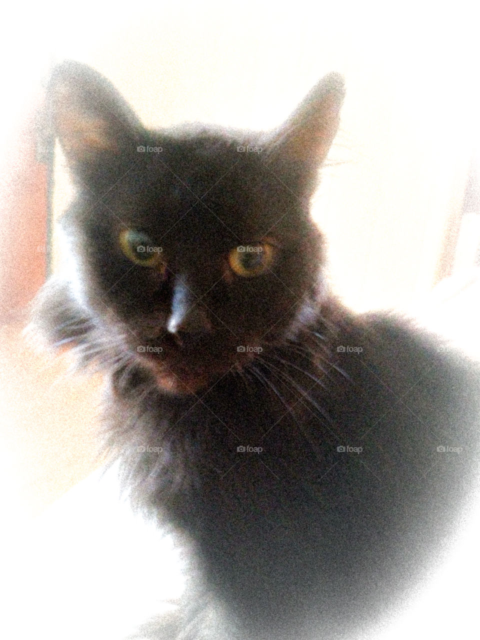 Кот, черный, портрет, Фотошоп.