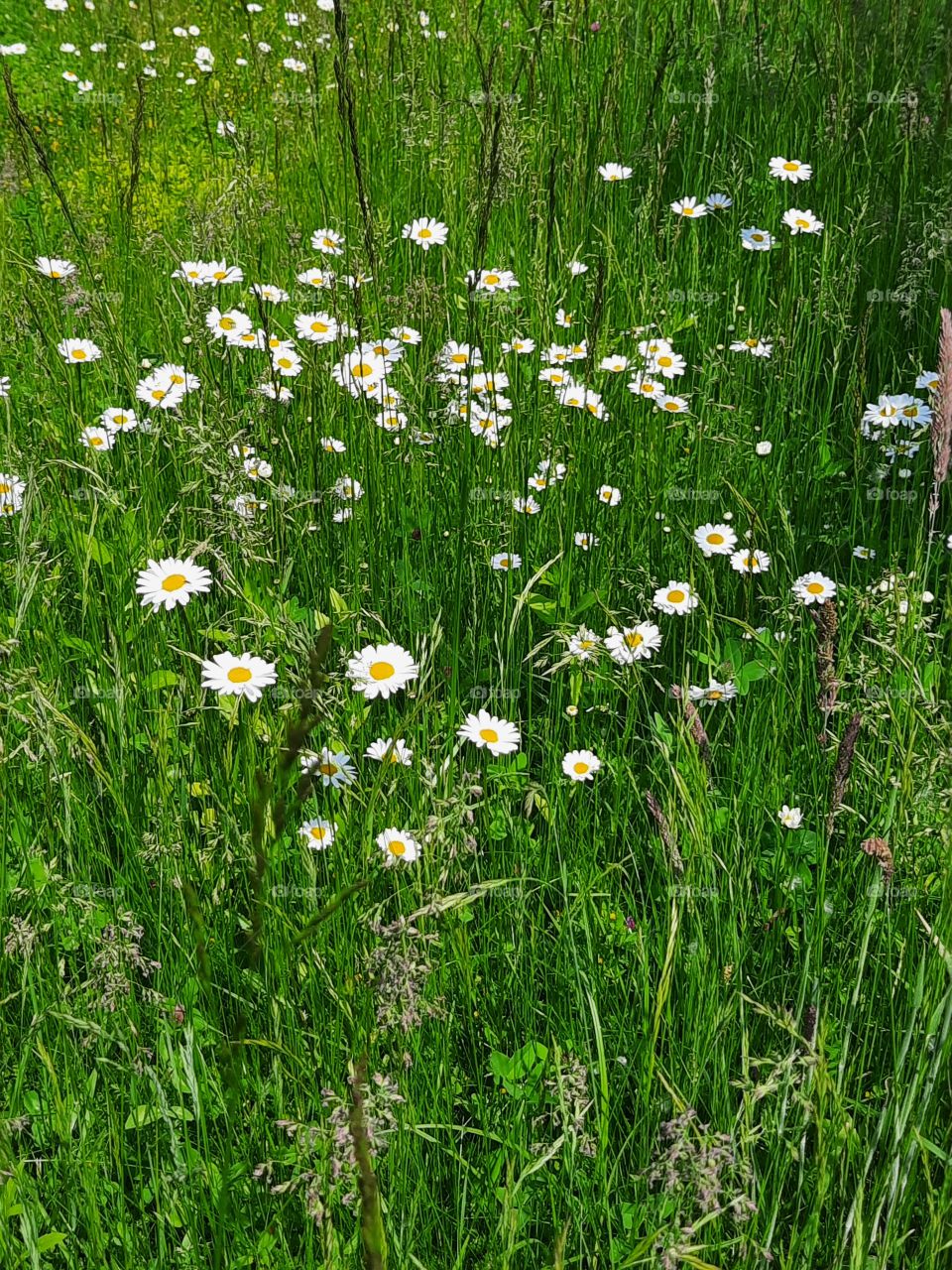 white meadow flowers