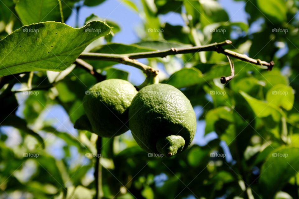Two Sicilian lemons