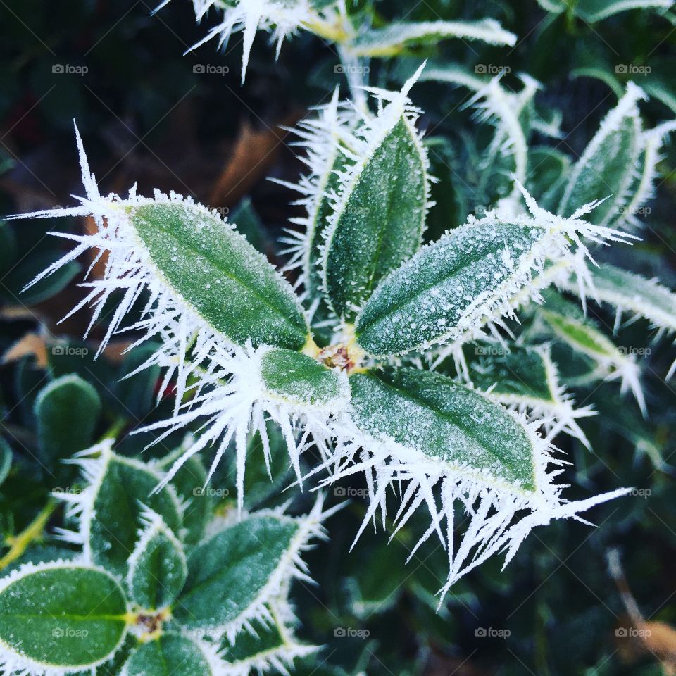 Frozen leaves