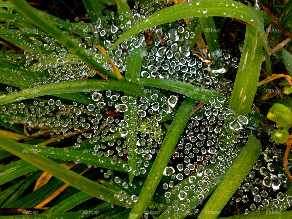 leaves plant dew web by asa1212