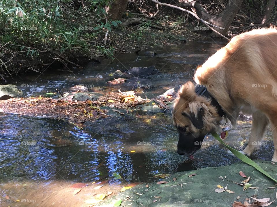 Doggo at the creek doing what he do