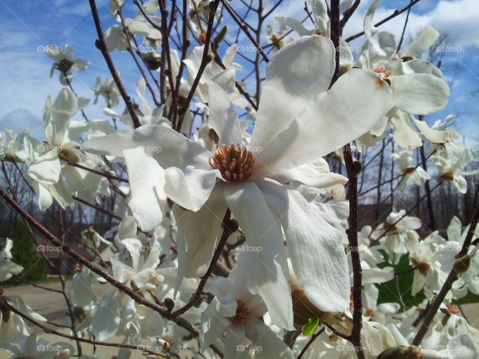 Spring magnolia