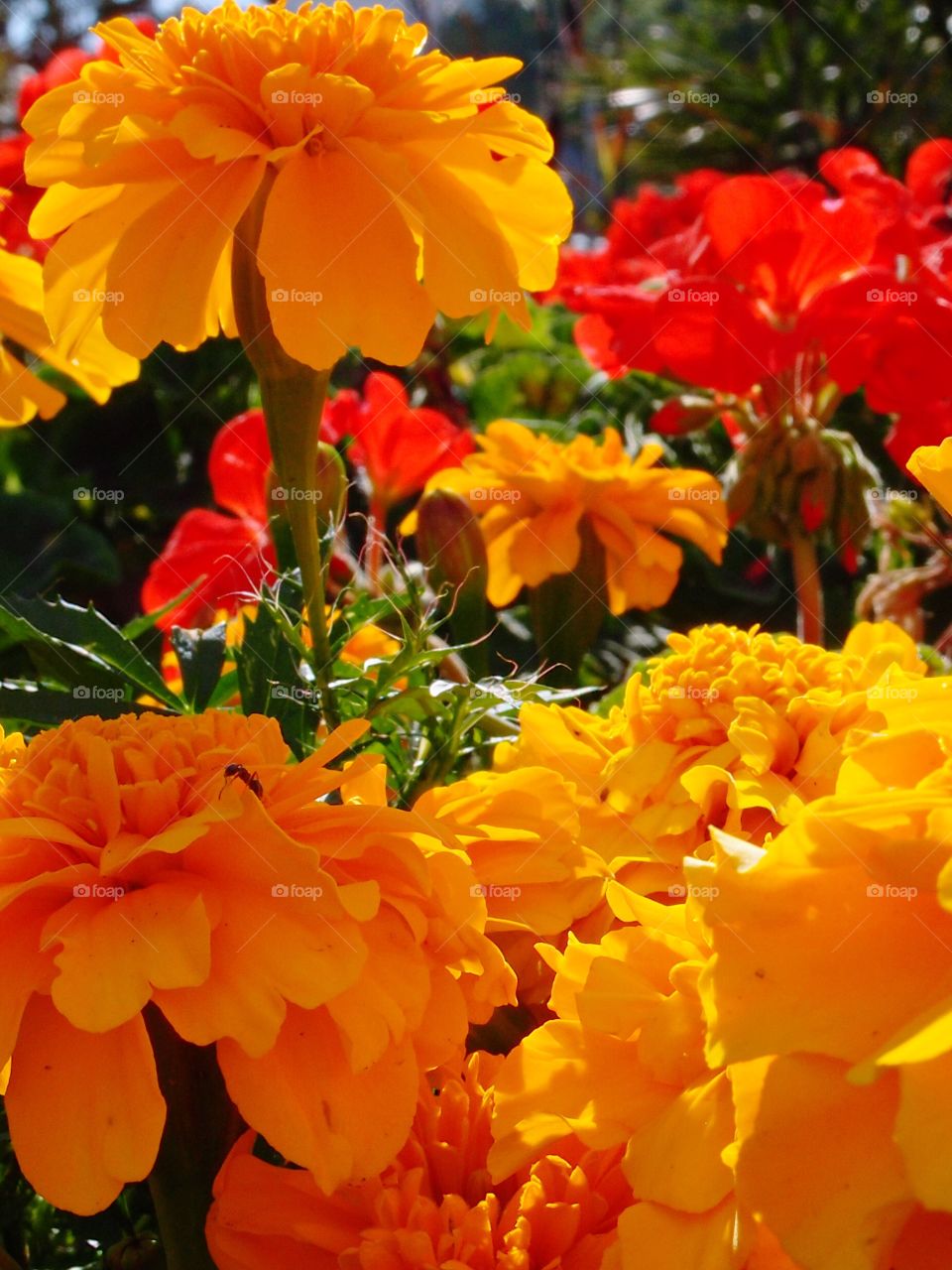 Yellow marigolds and red germaniums in a beautifully landscaped garden on a sunny summer day. 