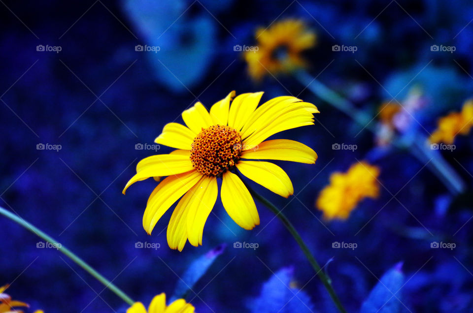 Yellow coloured flower growing in yard.
