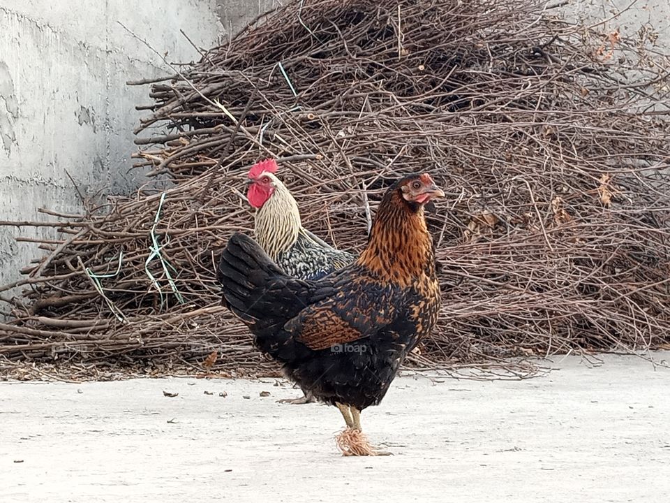 Hen and Rooster Couple