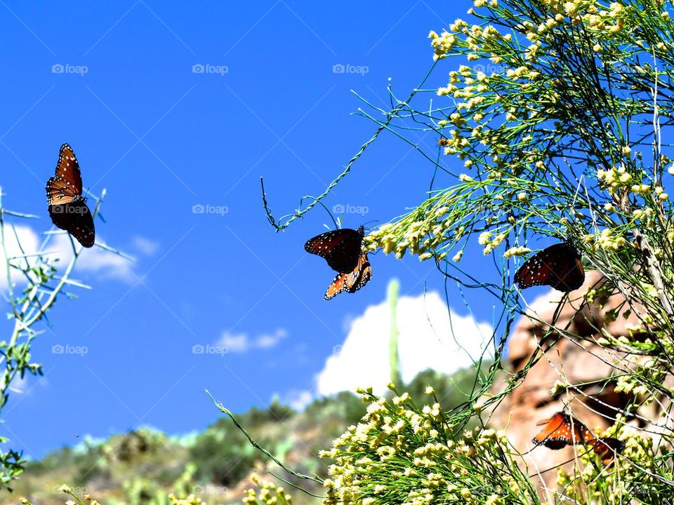 Butterflies 