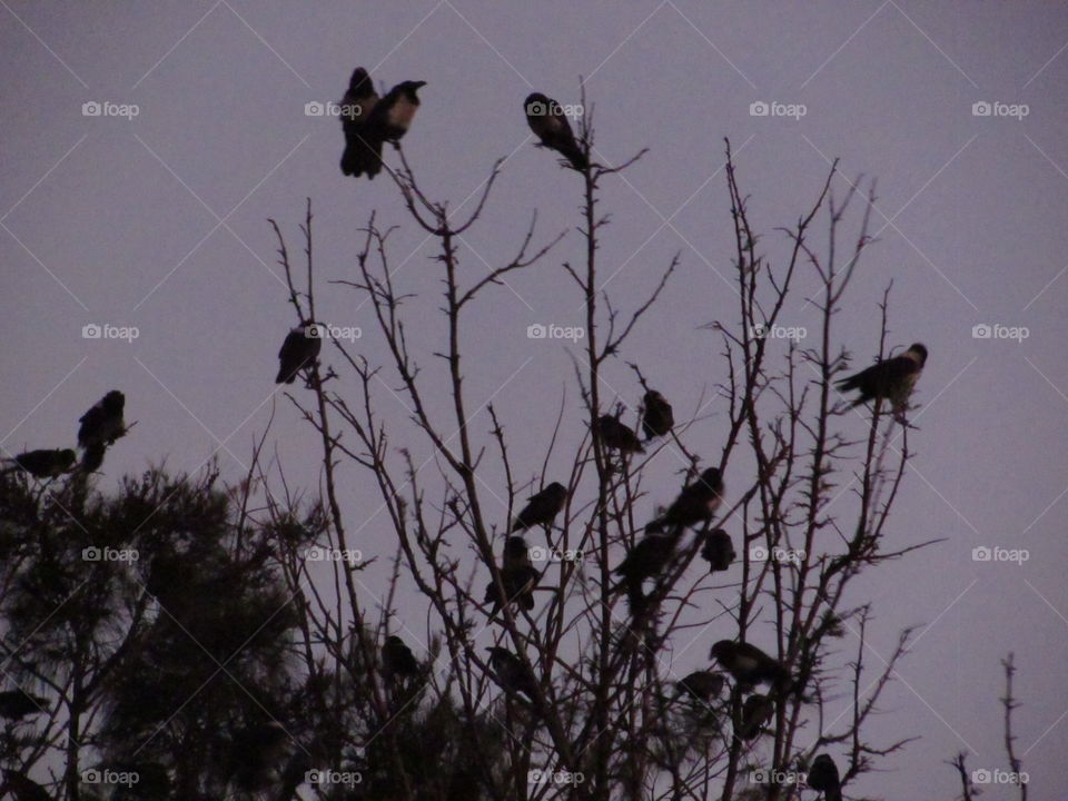crows in the morning